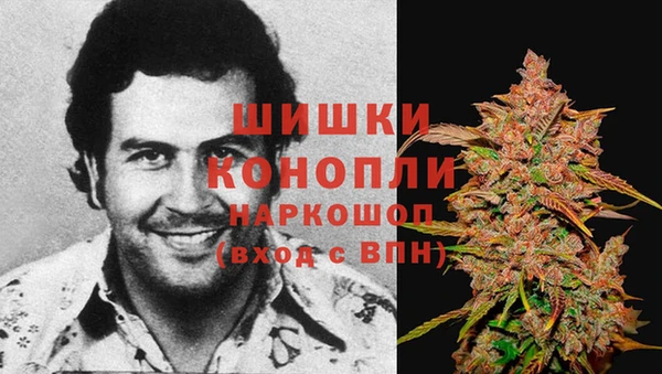 сатива Новозыбков