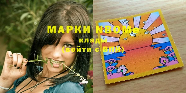 сатива Новозыбков