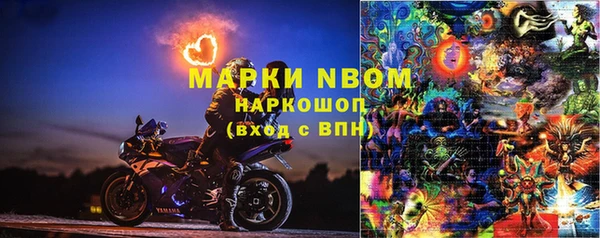 сатива Новозыбков
