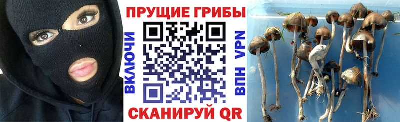Купить закладки  Новокузнецк  Псилоцибиновые грибы мухоморы 